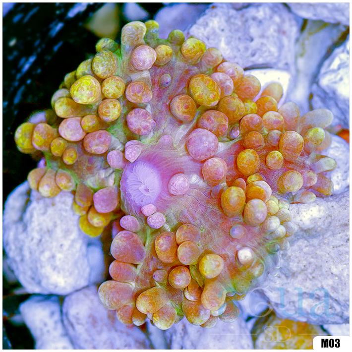 Sweet St Thomas Mushroom