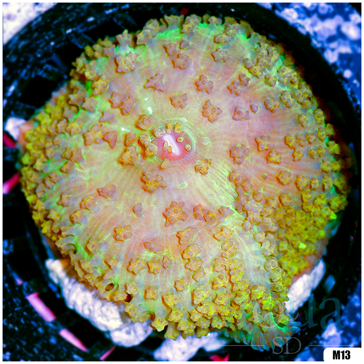 Sweet St Thomas Mushroom