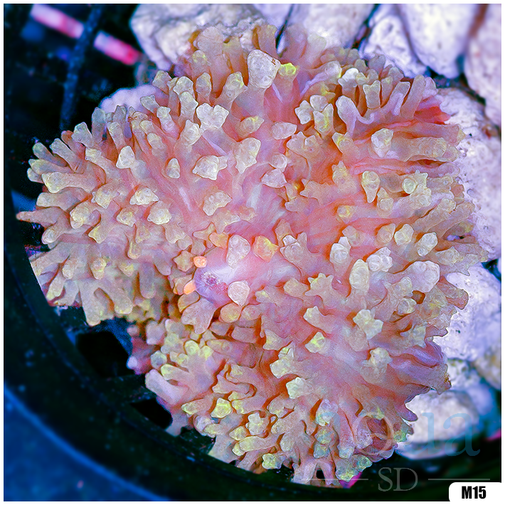 Sweet St Thomas Mushroom