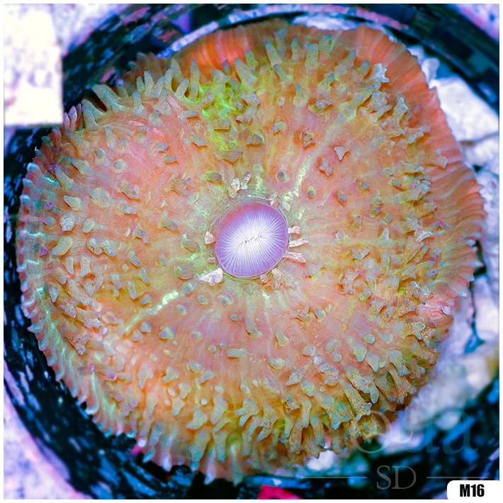 Sweet St Thomas Mushroom