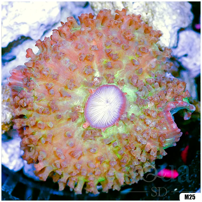 Sweet St Thomas Mushroom