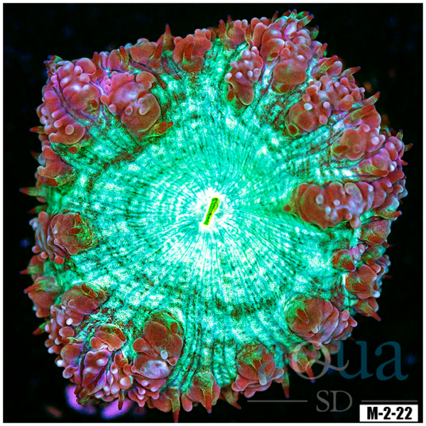 Teal Eye Blasto