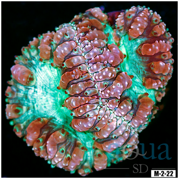 Teal Eye Blasto
