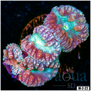 Teal Eye Blasto