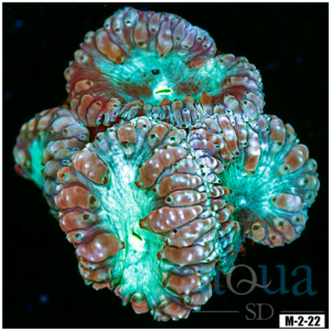Teal Eye Blasto