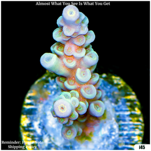 Teal Storm Acro
