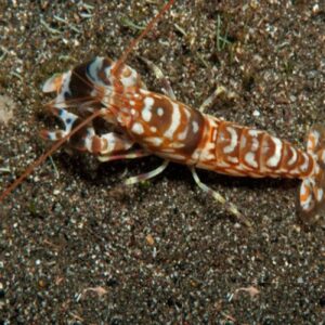 Tiger Pistol Shrimp