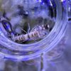 Tiger Pistol Shrimp