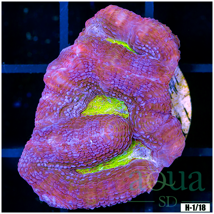 Toxic Core Bowerbanki