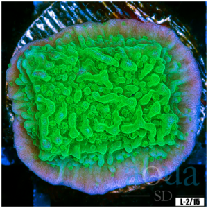 Toxic Plate Coral