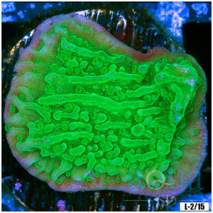 Toxic Plate Coral