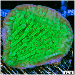 Toxic Plate Coral