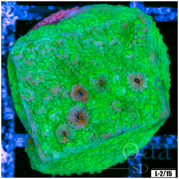 Toxic Plate Coral