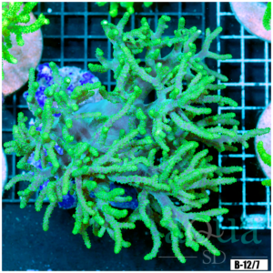Toxic Sinularia Leather Coral Colony