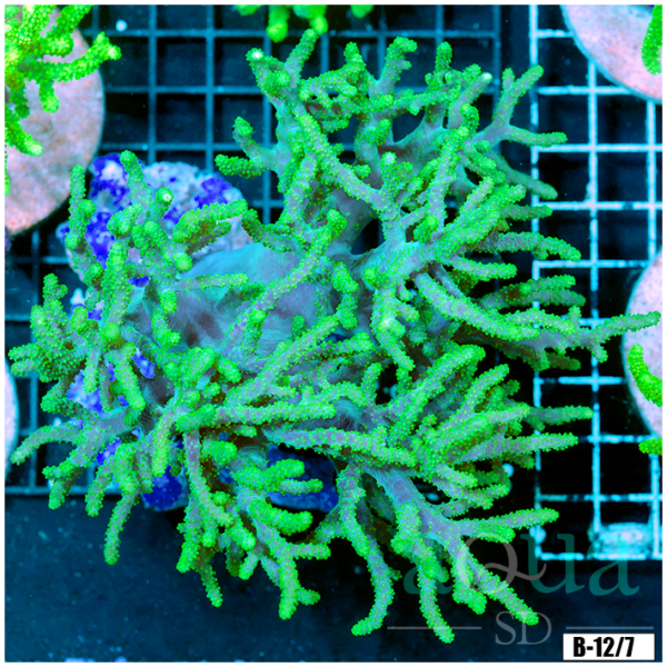 Toxic Sinularia Leather Coral Colony