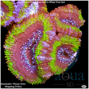 UFO Acan Lord