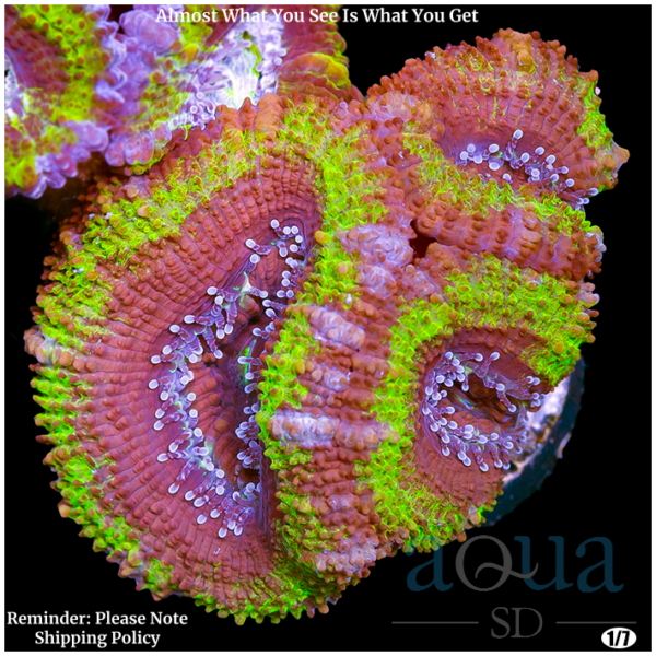 UFO Acan Lord