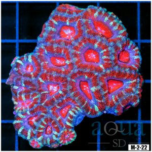 Ultra Acan Lord Colony (Egg Crate Behind is 3 Squares = 2'')