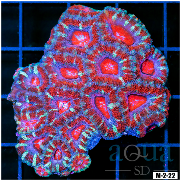 Ultra Acan Lord Colony (Egg Crate Behind is 3 Squares = 2'')