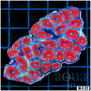 Ultra Acan Lord Colony (Egg Crate Behind is 3 Squares = 2'')