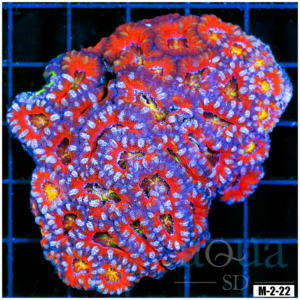 Ultra Acan Lord Colony (Egg Crate Behind is 3 Squares = 2'')