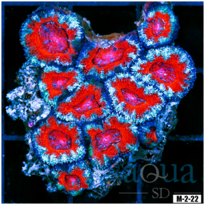 Ultra Acan Lord Colony (Egg Crate Behind is 3 Squares = 2'')