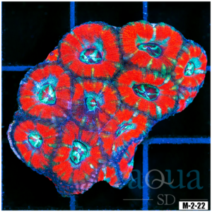 Ultra Acan Lord Colony (Egg Crate Behind is 3 Squares = 2'')