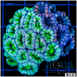 Ultra Acan Lord Colony (Egg Crate Behind is 3 Squares = 2'')