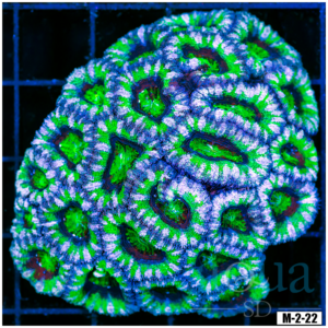 Ultra Acan Lord Colony (Egg Crate Behind is 3 Squares = 2'')