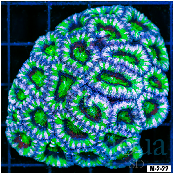 Ultra Acan Lord Colony (Egg Crate Behind is 3 Squares = 2'')