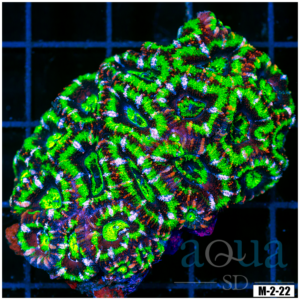 Ultra Acan Lord Colony (Egg Crate Behind is 3 Squares = 2'')