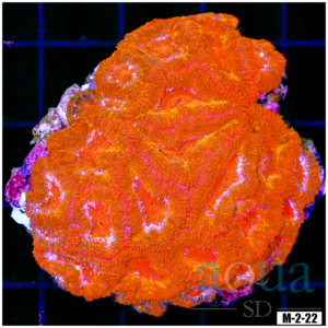 Ultra Acan Lord Colony (Egg Crate Behind is 3 Squares = 2'')