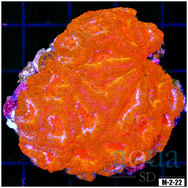 Ultra Acan Lord Colony (Egg Crate Behind is 3 Squares = 2'')