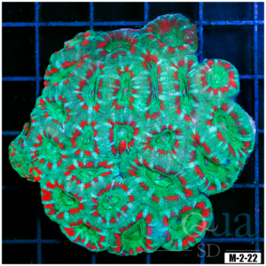 Ultra Acan Lord Colony (Egg Crate Behind is 3 Squares = 2'')