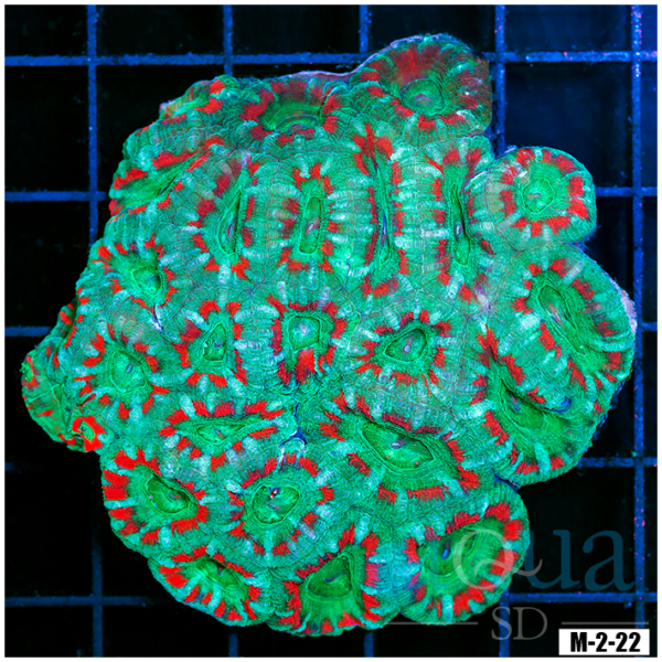 Ultra Acan Lord Colony (Egg Crate Behind is 3 Squares = 2'')