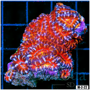 Ultra Acan Lord Colony (Egg Crate Behind is 3 Squares = 2'')