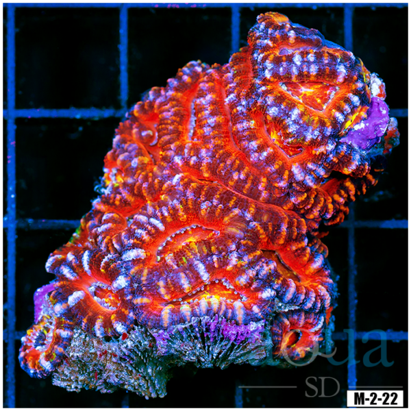 Ultra Acan Lord Colony (Egg Crate Behind is 3 Squares = 2'')