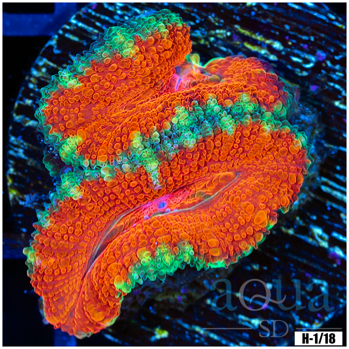 Ultra Acan Lord Frag