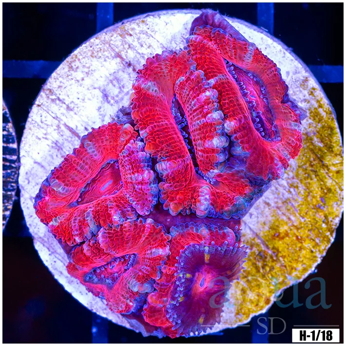 Ultra Acan Lord Frag