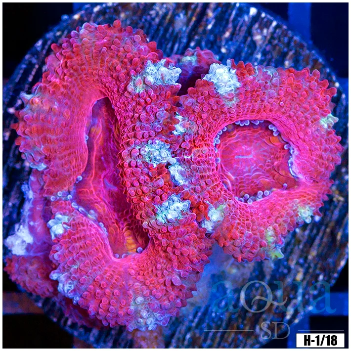 Ultra Acan Lord Frag