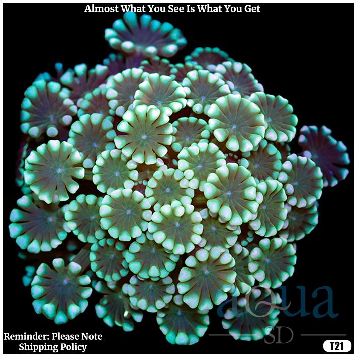 Ultra Aussie Alveopora