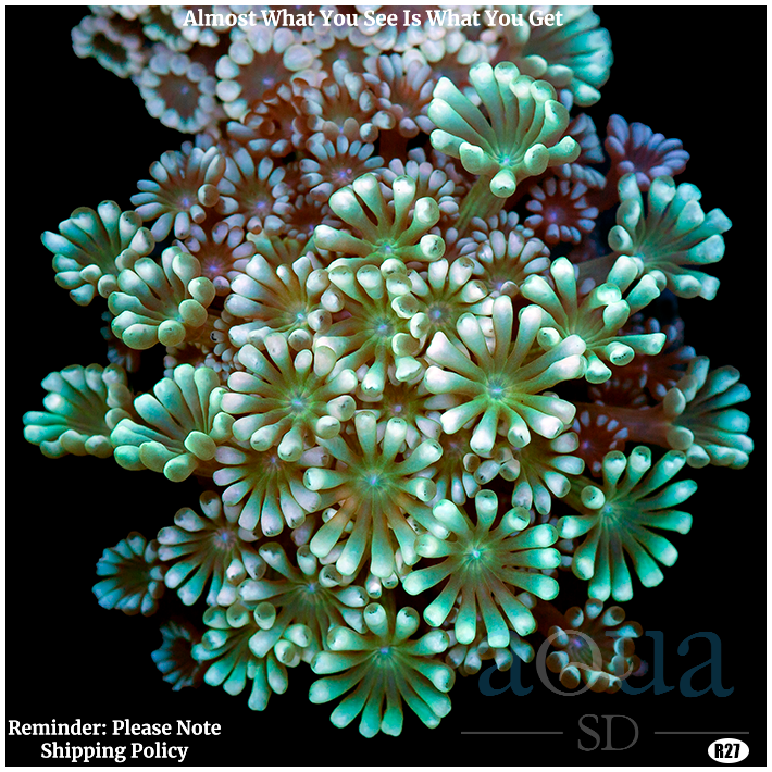 Ultra Aussie Alveopora