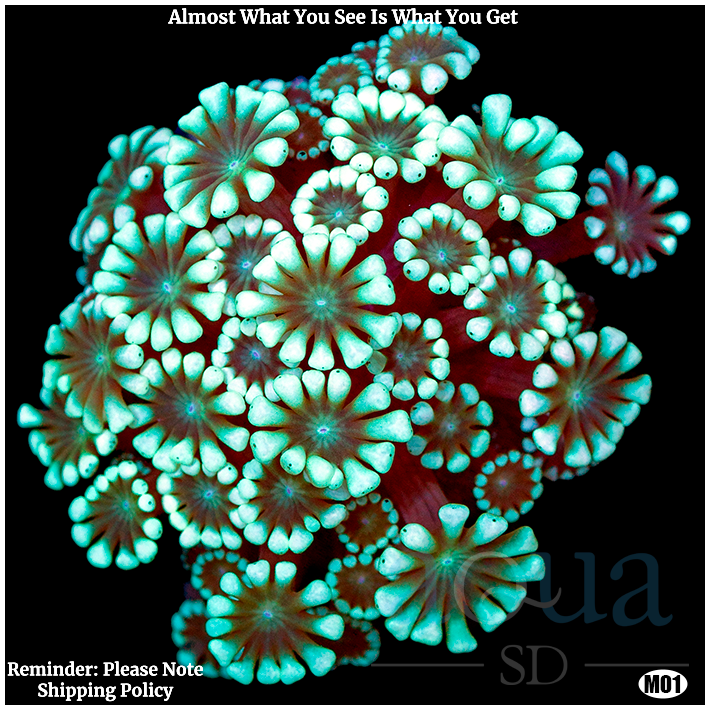 Ultra Aussie Alveopora