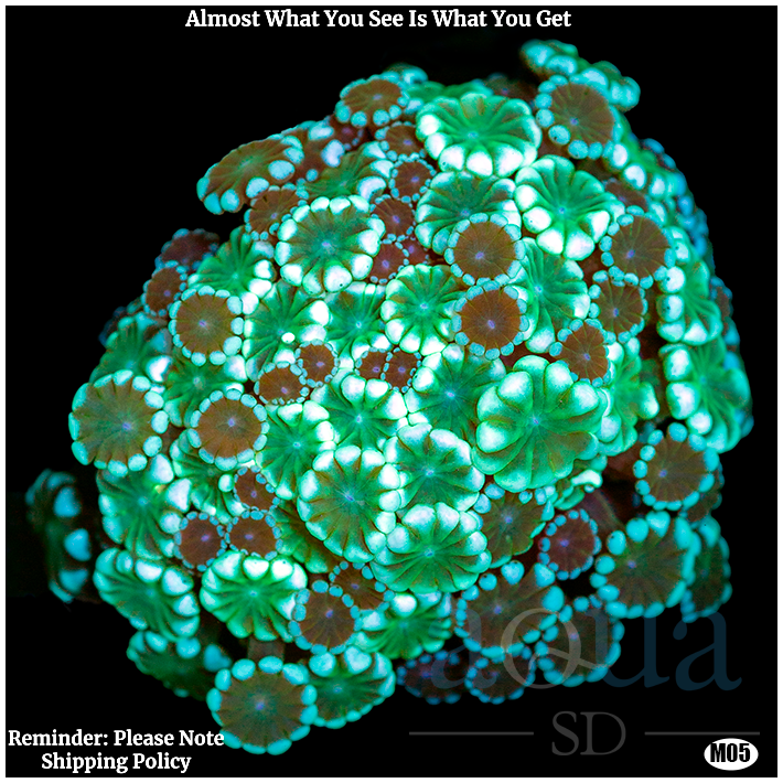 Ultra Aussie Alveopora