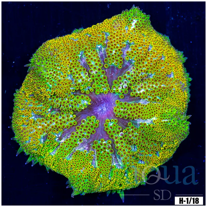 Ultra Maxi Mini Carpet Anemone