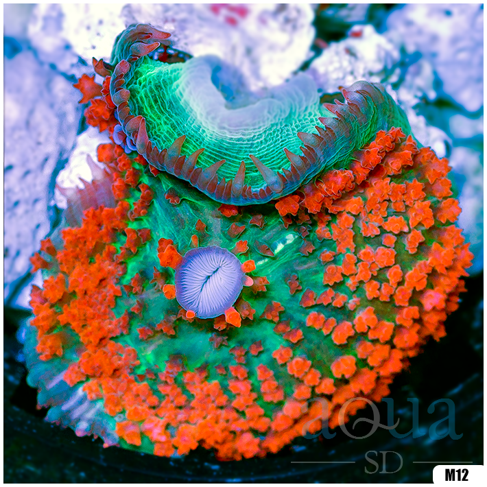 Ultra Red St Thomas Mushroom