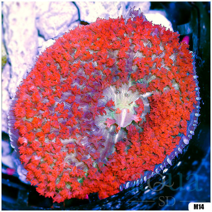 Ultra Red St Thomas Mushroom