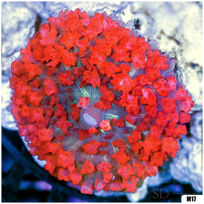 Ultra Red St Thomas Mushroom