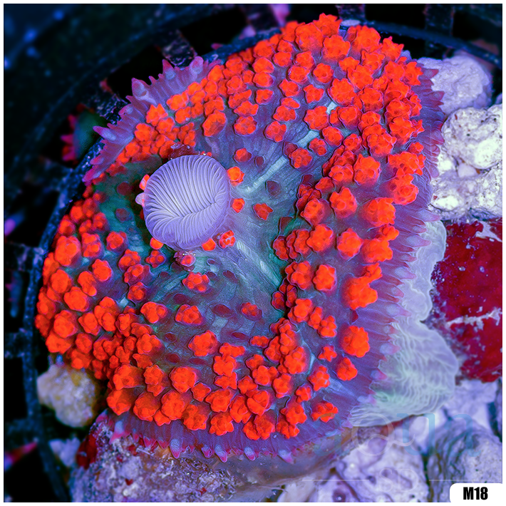 Ultra Red St Thomas Mushroom