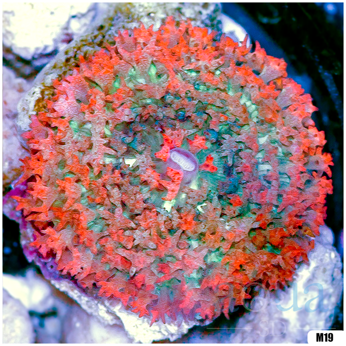 Ultra Red St Thomas Mushroom
